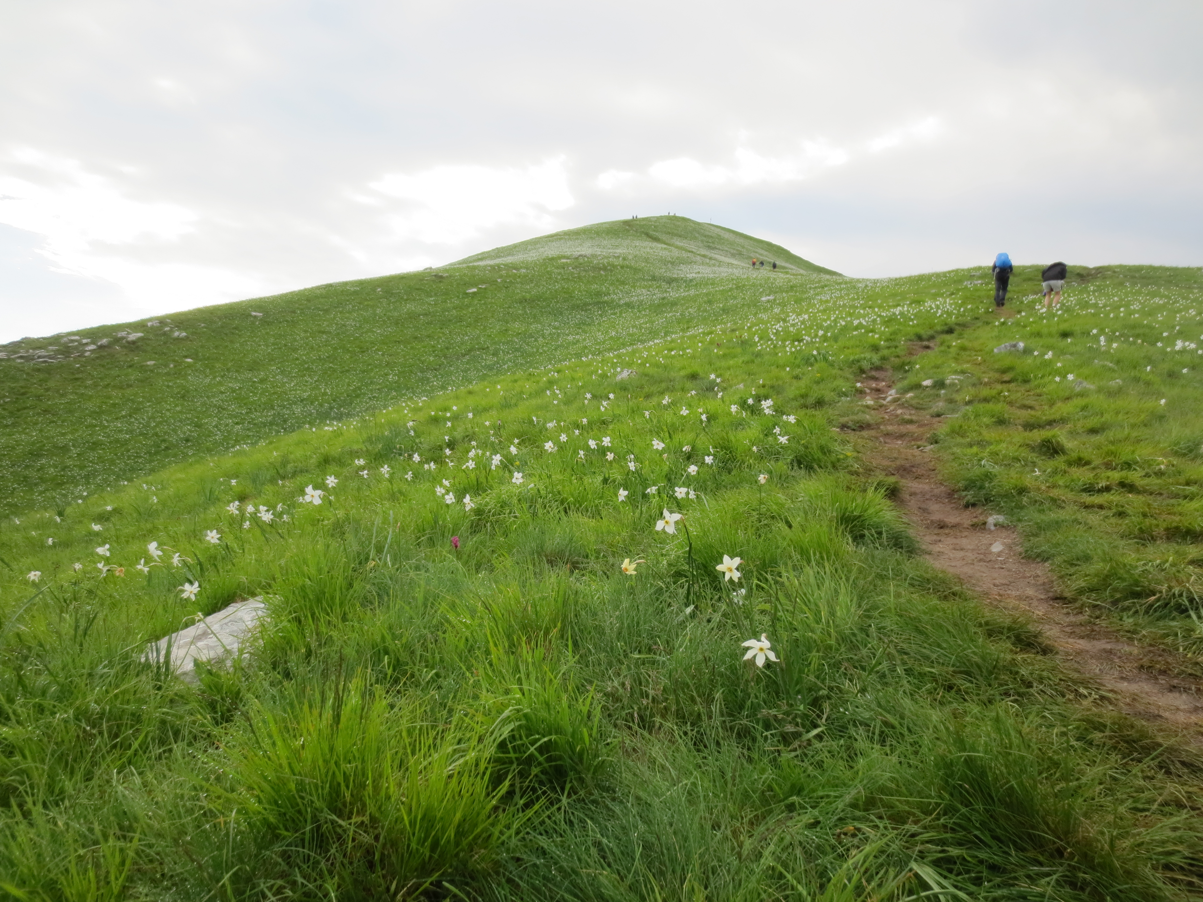 Vetta Monte Croce con giunchiglie